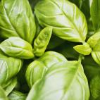 Marte es el planeta regente de esta planta, lo que le confiere una gran energía. Protege a los habitantes del hogar, y ahuyente los malos espíritus.