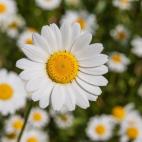 Buena suerte y amor. Esta flor está asociada con los comienzos, también los recién nacidos. Flores de margarita en el cuarto del bebé será una buena protección para tu hijito.