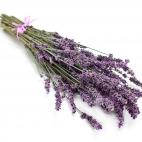 Aporta serenidad y optimismo, favorece la felicidad, el amor, la paz interior, también protege contra el mal de ojos. Flores secas debajo de la almohada te ayudarán a conciliar un sueño reparador, todas las penas desaparecerán por la mañana.