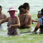 Ya las vimos en esta misma playa el año pasado
