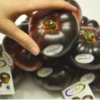 Tomate MarAzul de Horticola Guadalfeo