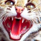 5c8a7d662500005206813451