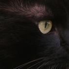 5c8a7d672500005206813456