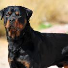 Rottweiller