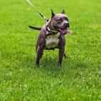 Staffordshire bull terrier