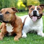Staffordshire terrier
