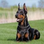 Doberman