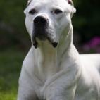Dogo argentino