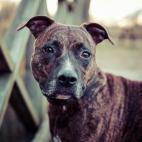 American Staffordshire Terrier