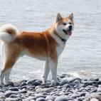 Akita Inu