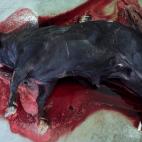 5c8ae9ae20000045046ff38f