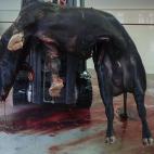 5c8ae9ae230000d50423e95c