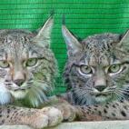 5c8b116d22000051001a3482