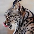 5c8b116d240000f404a40393