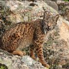 5c8b116e22000033001a3485