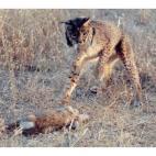 5c8b116f360000ba1a6c63c0