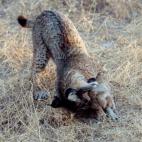 5c8b116f360000e01c6c63c2