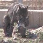 5c8b116f2300005400e77f7e