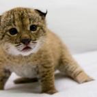 5c8a3966230000d50422d389