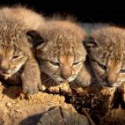 5c8a39662400006d054b9598