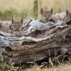 5c8a39672400004205a2cdcc