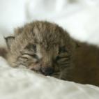 5c8a3967230000dd0422d38d