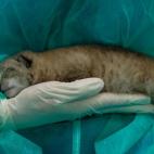 5c8a3968260000ea04fe12b7