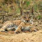 5c8a396c230000d50422d391