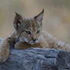 5c8a396c240000f404a2cdd0