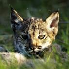 5c8a396d250000520680de5f