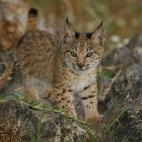 5c8a396d2300007f0122d393