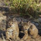 5c8a396e2500000d04c8c411