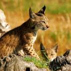 5c8a396f24000093024b95ab