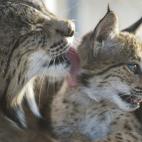 5c8a397020000045046ee1e9