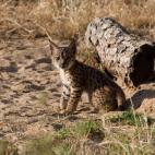 5c8a3970250000580680de67