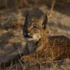 5c8a397120000045046ee1eb