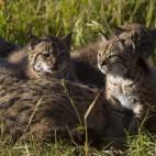 5c8a3971260000e104fe12c5