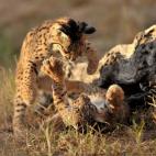 5c8a3972360000c81a6b3332