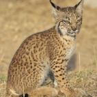 5c8a3972230000040122d397