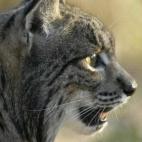 5c8a3973250000520680de69