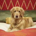 Al deslizarte entre las sábanas, te metes en un nido de polen, moho, hongos y tal vez hasta pelos de tu mascota. Se deberían cambiar las sábanas al menos cada dos semanas. Hatch aconseja lavarlas una vez a la semana a 50 o 60 grados. Para p...