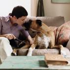 WebMD reportó que el tener un gato como mascota está vinculado a menos riesgo de muerte después de un ataque cardiaco, de acuerdo a un estudio de 2008 de la Asociación Americana de Apoplejía. El estudio, que incluyó unas 4,500 personas, d...