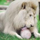 Zoo de La Fleche, en Francia.