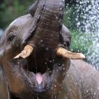 5c8ae955360000ba1a6c452b