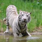 En el Zoo Ouwehand de Rhenen (Países Bajos)
