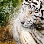 5c8ae956240000f7054ca86d