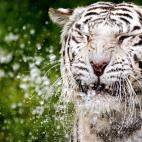 5c8ae9563b000054066cc638