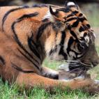 En el Zoo La Fleche, de Francia.