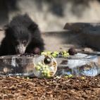 5c8ae95a20000043046ff326