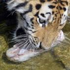 5c8ae95b3b000070066cc642